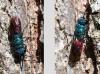 Chrysis terminata